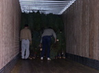 TreeDelivery2005 05