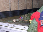 TreeDelivery2005 07
