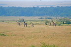 039 Giraffes