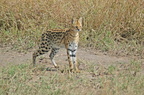 043 Serval Cat