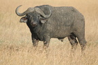 045 Cape Buffalo
