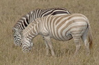 069a  Albino Zebra